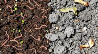 quality and nutrient balance
