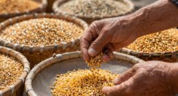 separate crops improve seed cleaning