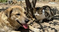 signs of heat exhaustion