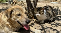 signs of heat exhaustion