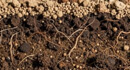 soil texture influences plant growth