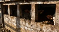 unfavorable calf hutch conditions