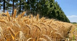 wind shields boost yields