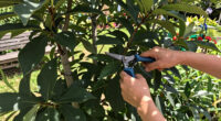 10 Best Small Shade Trees in 2026