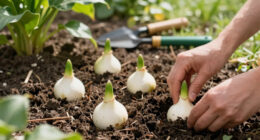 14 Best Calla Lily Bulbs in 2026