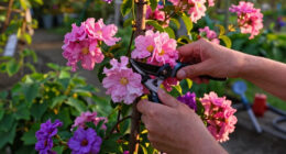 15 Best Flowering Vines in 2026