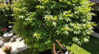 11 Best Fast-Growing Shade Trees in 2026