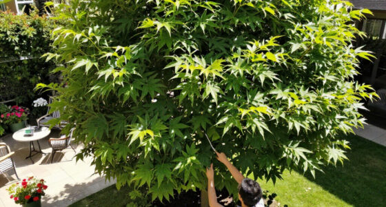 11 Best Fast-Growing Shade Trees in 2026