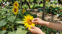 15 Best Flowers for Pollinators in 2026