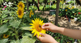 15 Best Flowers for Pollinators in 2026
