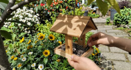6 Best Bird Feeders in 2026