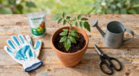 How Often To Fertilize Tomatoes For Bigger, Better Harvests