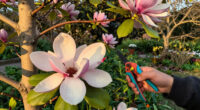Magnolias Are So Old That They're Pollinated By Beetles, Not Bees