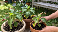 These 6 Classic Plants Aren't Standing Up to Modern Heat Waves – Here's What to Plant Instead