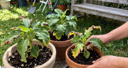 These 6 Classic Plants Aren't Standing Up to Modern Heat Waves – Here's What to Plant Instead