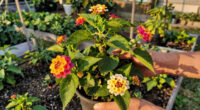 These 7 Flowering Plants Look Like You Spent Hours Gardening But They Practically Grow Themselves