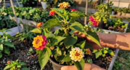 These 7 Flowering Plants Look Like You Spent Hours Gardening But They Practically Grow Themselves