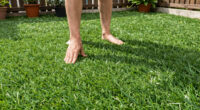 This Pretty Lawn Alternative Laughs Off Heatwaves – And Barely Ever Needs Mowing