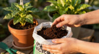 Tired of Watering Pots Constantly? This Soil Mix-In Keeps Containers Moist for Longer