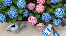 What Hydrangeas Need In August – 7 Key Tasks To Protect Blooms Through Late Summer Heat