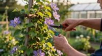 What Your Clematis Needs In July – 5 Vital Tasks To Fit In Before The Month Ends For Lush Growth And Masses Of Blooms
