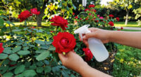 Your Morning Routine Could Be Why Your Roses Are Struggling – Here's Why I Check Mine Before Coffee