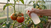 15 Best Blossom End Rot Treatments in 2026