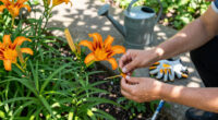 How To Get A Second Flush Of Flowers From Your Daylilies – Plus, This Easy Trick Keeps Plants Looking Fresh