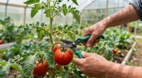 How To Prune Tomatoes For Healthier Plants & Bigger Harvests – What Experts Want You To Know Before You Pick Up The Pruners