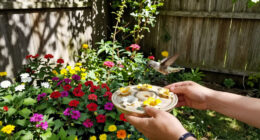 I Love The Idea Of Creating A Stop-And-Fuel Garden For Hummingbirds This August – You Only Need 3 Things