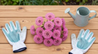 I Used To Hate Dandelions – Until I Discovered The Pretty Pink Version Designers Love