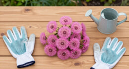 I Used To Hate Dandelions – Until I Discovered The Pretty Pink Version Designers Love