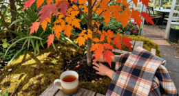 The 2026 Fall Foliage Forecast Is Out – When Will Your Garden Trees Reach Peak Color?