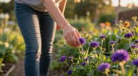 The Only Flower Thriving On My Morning Walk Was This Cute Purple Perennial – Here's Why It Loves Hot Summers