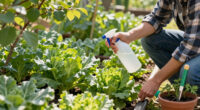 These 4 Common Mistakes Are Creating An Aphid Infestation In Your Garden – Take Control Before They Totally Take Over