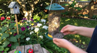 These 6 Bird Accessories Are On Sale Now At Target – Stock Up To Support Migrating Birds Before They Head South