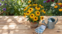 These Black-Eyed Susan Varieties Flower Even Longer Than Goldsturm For Bonny Blooms All Through Fall