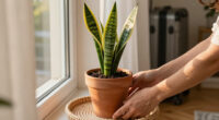 These Houseplants Thrive On Summer Neglect – Perfect If You’re Away On Vacation