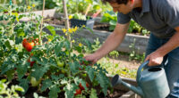 Tomatoes Still Have Flowers, But No Fruit? What To Do Before The Season Runs Out