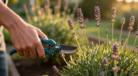 Weekend Win: Prune Lavender Now To Help It Survive Winter Chills