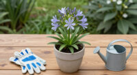 What To Do With Agapanthus In August – 3 Easy Care Tips For Longer-Lasting Blooms This Year And Healthier Plants Next Year