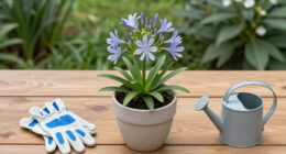 What To Do With Agapanthus In August – 3 Easy Care Tips For Longer-Lasting Blooms This Year And Healthier Plants Next Year