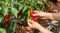 11 Best Chili Peppers in 2026