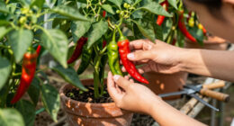 11 Best Chili Peppers in 2026