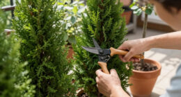 14 Best Evergreen Garden Plants in 2026