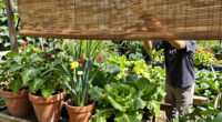14 Best Garden Shade Solutions for Healthier Plants in 2026
