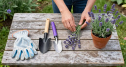 14 Best Lavender Gardening Tools in 2026