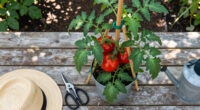 14 Best Tomato Plant Supports in 2026
