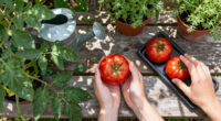 6 Best Tomato Ripening Kits in 2026