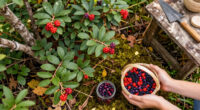 9 Best Berry-Producing Shrubs in 2026